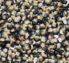 Hopi Blue Corn Seeds