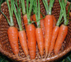 Scarlet Nantes Carrot Seeds