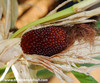 Strawberry Popcorn Seeds