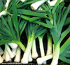 Giant Musselburg Leek Seeds