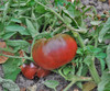 Black From Tula Tomato Seeds