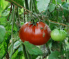 Black Truffle Tomato Seeds