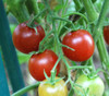 Brown Berry Tomato