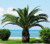 Phoenix roebelenii - Pygmy Date Palm Seeds