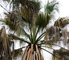 Washingtonia filifera - California Fan Palm Seeds