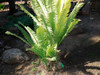 Dioon spinulosum -