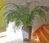 Chamaedorea elegans - Parlor Palm Seeds
