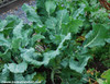 Champion Collard Greens Seeds