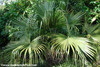 Livistona chinensis - Chinese Fan Palm