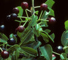 Prunus mahaleb - Mahlab