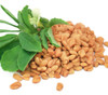 Trigonella foenum-graecum - Fenugreek Seeds