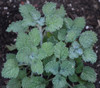 Marrubium vulgare - White Horehound Seeds