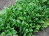 Eruca sativa - Apollo Arugula Seeds