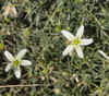 Peganum harmala - Syrian Rue