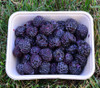 Rubus occidentalis - Black Raspberry Seeds