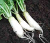 White Icicle Radish Seeds