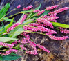 Polygonum hydropiper - Waterpepper Seeds