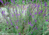 Hyssopus officinalis - Hyssop Seeds