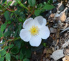 Rosa canina - Wild Dog Rose Seeds