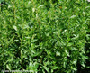 Chenopodium ambrosioides - Epazote Seeds