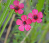 Linum usitatissimum rubrum - Scarlet Flax Seeds