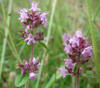 Thymus pulegioides - Mother of Thyme Seeds