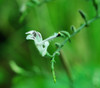 Andrographis paniculata - Andrographis Seeds