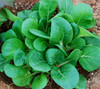 Pak-Choi Seeds