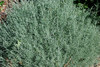 Helichrysum italicum - Curry Plant Seeds