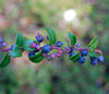 Vaccinium ovatum - Coast Huckleberry Seeds