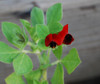 Lotus tetragonolobus - Winged Pea Seeds