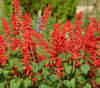 Lobelia cardinalis - Cardinal Flower Seeds