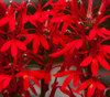 Lobelia cardinalis - Cardinal Flower Seeds