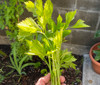 Golden Leaf Celery Seeds