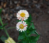 Zinnia elegans - Candy Cane Zinnia