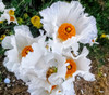 Romneya coulteri - Matilija Poppy Seeds