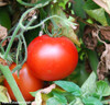 Rutgers Tomato Seeds
