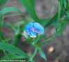Lathyrus odoratus - King Tut Sweet Pea Seeds
