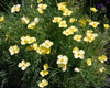 Eschscholzia caespitosa - Tufted Poppy Seeds