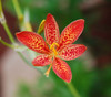 Belamcanda chinensis - Blackberry Lily Seeds