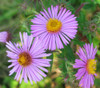 Aster novae-angliae - New England Aster Seeds
