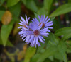 Aster azureus - Sky Blue Aster Seeds Aster azureus - Sky Blue Aster Seeds