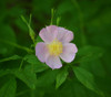 Rosa palustris - Swamp Rose Seeds