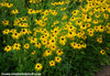 Rudbeckia hirta - Black Eyed Susan Seeds