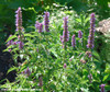 Agastache foeniculum - Anise Hyssop Seeds