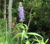 Agastache scrophulariifolia - Purple Giant Hyssop Seeds