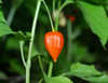 Physalis alkekengi  - Winter Cherry Seeds