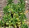 Stevia rebaudiana - Stevia Seeds