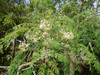 Moringa oleifera - Horseradish Tree Seeds