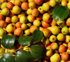 Ziziphus spinosa - Suan Zao Ren Seeds
